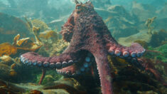 [VIDÉO] Une plongeuse filme une rencontre rapprochée de 40 minutes avec une pieuvre géante du Pacifique