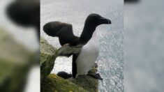 Nice: un pingouin filmé dans le port par un champion du monde d’apnée