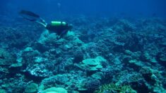 Plongée au cœur des coraux crépusculaires