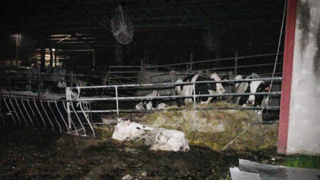 Enquête ouverte après une plainte de L214  pour maltraitance dans un élevage de vaches laitières en Gironde