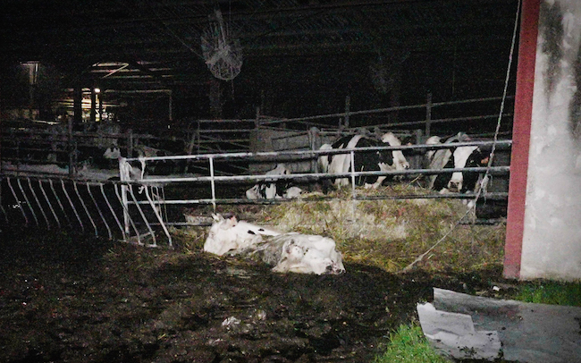 Élevage de bovins en Gironde. (Photo : L214)