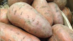 Il découvre une patate douce géante de plus de 9 kilos dans son jardin