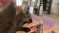 Elle sauve un bébé wallaby en le portant dans une poche pendant 6 mois