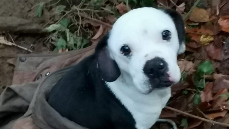 Nommé Rocky, un American Bully de 3 ans a été découvert abandonné en pleine forêt dans le Pas-de-Calais. (Photo du service animalier Opale Capture Environnement)