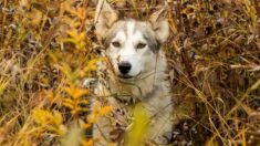 Une chienne husky retrouvée grâce à la solidarité sur les réseaux sociaux