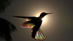 Prisme ailé: des photos primées de colibris et de leurs ailes arc-en-ciel