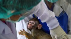 Air France cessera de transporter des singes destinés aux laboratoires d’ici juin 2023