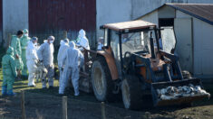 Grippe aviaire: l’État fait vider préventivement des élevages dans l’ouest de la France
