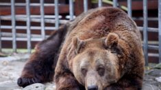 Enfermé pendant 20 ans dans une cage minuscule, l’ours Mark retrouve la liberté