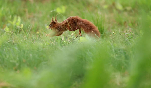 Brocéliande: sauvé des flammes cet été, l’écureuil Clochette vient de retrouver sa liberté