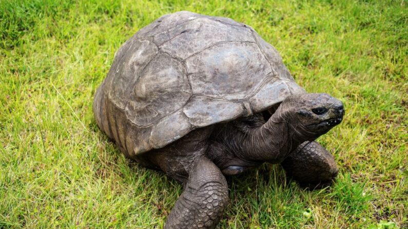 Jonathan, la plus vieille tortue du monde, le 20 octobre 2017, sur l'île de Sainte-Hélène. (Photo: GIANLUIGI GUERCIA/AFP via Getty Images)