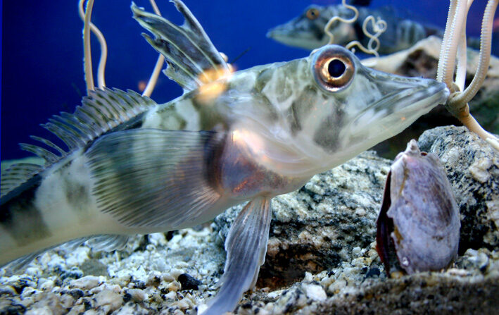 Le poisson des glaces Chionodraco hamatus (Crédit: Wikipédia)