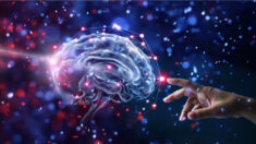 Le concept de «cerveau invisible», un espoir pour la régénération et le redémarrage du cerveau