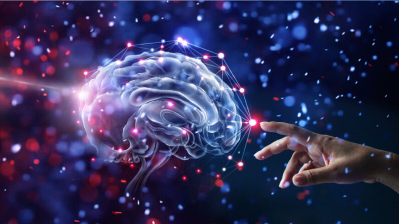 La capacité de régénération des neurones est souvent sous-estimée. (PopTika/Shutterstock)