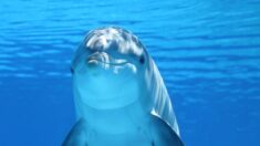 Nage avec les dauphins: trois entreprises de la Côte d’Azur condamnées