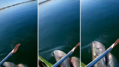 VIDÉO : Un pêcheur kayakiste filme le moment terrifiant où un grand requin blanc se jette sur sa pagaie après lui avoir avalé sa prise