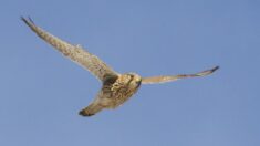 Éoliennes: EDF condamné pour la mort de 28 faucons crécerellettes protégés dans l’Hérault