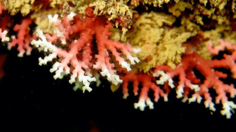Le corail dentelle rose du Brésil, Stylaster roseus. Pedro Pereira, CC BY-NC