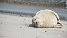 Russie: au moins 2500 phoques retrouvés morts au bord de la mer Caspienne