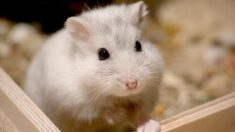 Expérimentation animale :  l’université de Strasbourg revoit sa politique sous la pression estudiantine