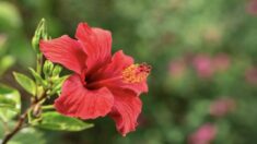 Étude: l’ extrait d’hibiscus réduit les déficiences cognitives de l’Alzheimer