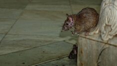 Pour la mairie écologiste de Bordeaux, la prolifération des rats est une bonne chose