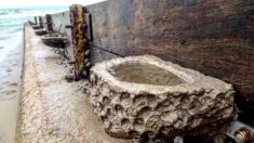 Les rockpools, petits bassins en pierre installés dans un port normand, offrent un habitat à la faune marine