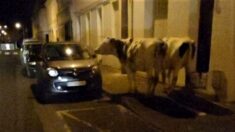 Charente-Maritime : deux vaches déambulent en plein centre-ville de Saintes