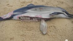 Sea Shepherd porte plainte après la découverte de cadavres de dauphins sur la plage du Cap Ferret