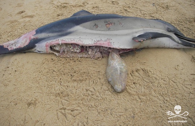 Cinq dauphins  ont été découverts "mutilés et éventrés" sur la plage du Grand Crohot sur le littoral du Bassin d'Arcachon. (Photo : Facebook Sea Shepherd)