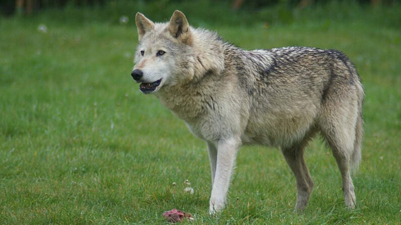 Image d'illustration : un loup gris (Domaine public)