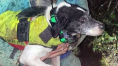 Aude: le chien coincé à 17 mètres de profondeur sauvé par un spéléologue au bout de 8 heures