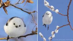 Absolument adorables: des oiseaux minuscules ressemblant à des boules de coton connus sous le nom de «fées des neiges» au Japon