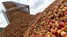 Des arboriculteurs du Cher déchargent leurs pommes devant les centres logistiques des grandes surfaces