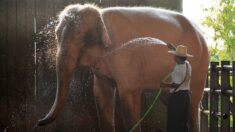 Birmanie: l’éléphant blanc, un signe de bon augure récupéré par la junte