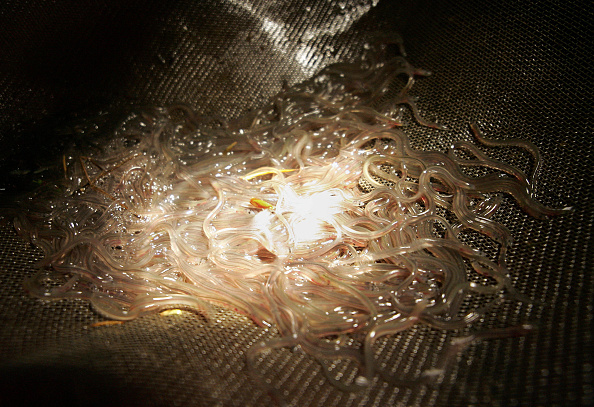 Les civelles sont de jeunes anguilles d'une dizaine de centimètres. 
 (Photo : OLIVIER MORIN/AFP via Getty Images)
