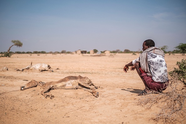 Un homme est assis à côté de bovins morts dans le village de Hargududo, en Éthiopie. (Photo : EDUARDO SOTERAS/AFP via Getty Images)