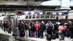 Chat écrasé par un TGV en gare Montparnasse: 30 Millions d’amis porte plainte contre la SNCF