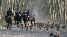 Sarthe: une meute de chiens de chasse à courre tue une chienne dans un jardin privé et clôturé