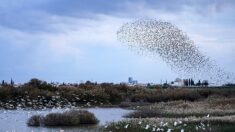 Chypre inflige les premières amendes pour empoisonnement d’oiseaux sauvages