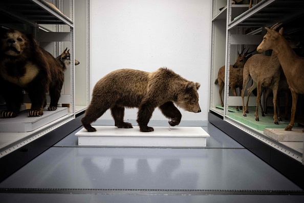 L'ours des Pyrénées Cannelle dans le laboratoire de taxidermie du Muséum de Toulouse. (Photo : LIONEL BONAVENTURE/AFP via Getty Images)