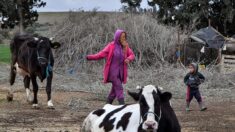 Tunisie: la pénurie de lait, symptôme d’une filière « en lent effondrement »