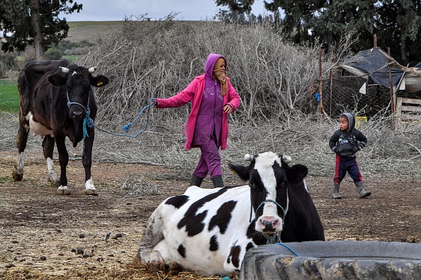 Un agriculteur tunisien conduit une vache dans une petite ferme de la ville d'el-Batten, à environ 35 kilomètres à l'ouest de la capitale tunisienne, en janvier 2023. (Photo : FETHI BELAID/AFP via Getty Images)