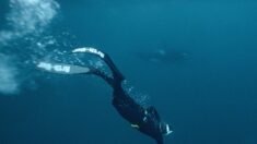 Dans les eaux glacées de Norvège, l’apnéiste Guérin-Boëri danse avec les orques