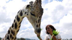 Mort au Honduras d’une girafe populaire saisie à des trafiquants de drogue