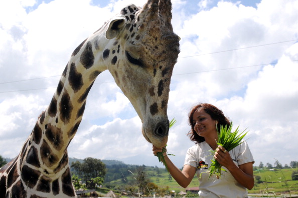 Au zoo et éco-parc Joya Grande, situé à Santa Cruz de Yojoa. (Photo d'illustration : ORLANDO SIERRA/AFP via Getty Images)