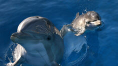 Nage avec les dauphins: amendes pour trois exploitants de la Côte d’Azur