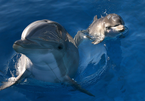 Depuis un arrêté ministériel de 2021, il est interdit en France de s'approcher à moins de 100 mètres d'un dauphin. (Photo : Justin Sullivan/Getty Images)