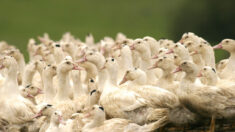 Landes: premier cas de grippe aviaire en élevage