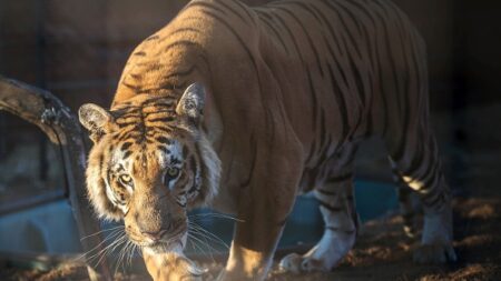 Un tigre en liberté, nouvelle panique près de Johannesburg